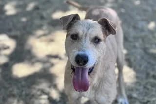 AMAPOLA, female young Mixed Breed for adoption at El Refugio Madrid, Madrid