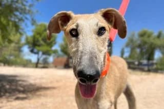 PENDELTON, male young Galgo Español for adoption at El Refugio Madrid, Madrid