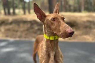 Mariví, female young mixed breed for adoption at El Refugio Madrid, Madrid