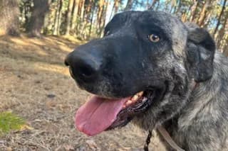 BUCANERO, male young Mixed Breed for adoption at El Refugio Madrid, Madrid