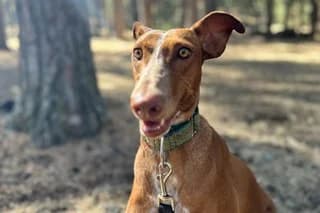 MABEL, female young mixed breed for adoption at El Refugio Madrid, Madrid