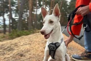 BOWIE, male puppy Podenco for adoption at El Refugio Madrid, Madrid