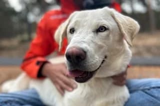 DIANA, female puppy Mixed Breed for adoption at El Refugio Madrid, Madrid