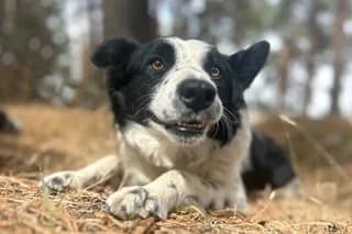 IRATI, female young Border Collie for adoption at El Refugio Madrid, Madrid