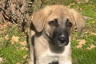 MADIE, female puppy Mixed Breed for adoption at El Refugio Madrid, Madrid