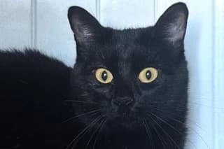GATITA HATTORI, female young European Shorthair for adoption at El Refugio Madrid, Madrid