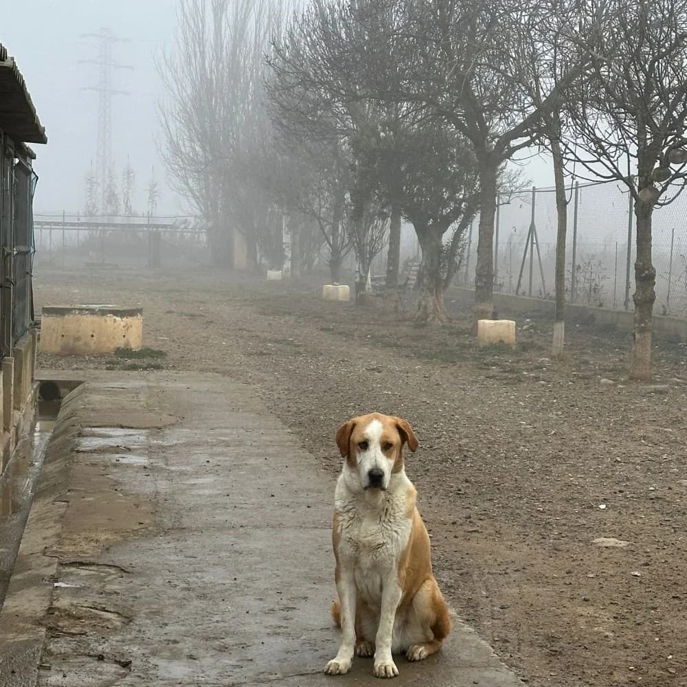 Colega, male mixed breed for adoption at El Arca de Santi