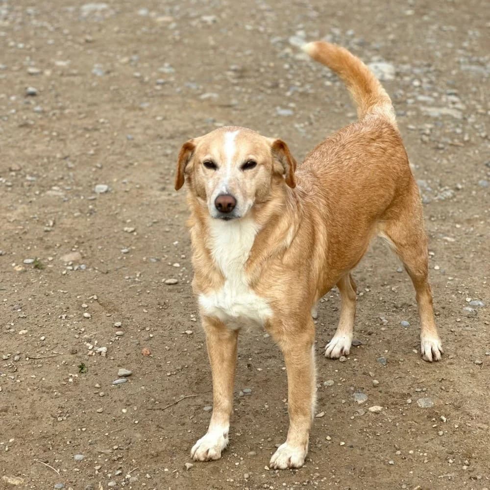 Murphy, male senior Mixed Breed for adoption at El Arca de Santi