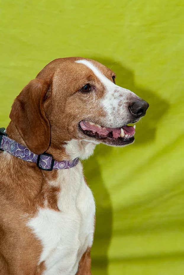 Verso, male mixed breed for adoption at El Arca de Santi