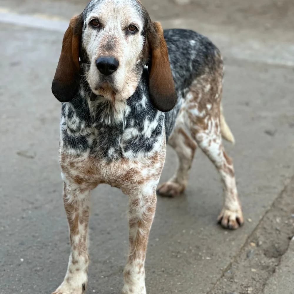 Ron, male senior Mixed Breed for adoption at El Arca de Santi