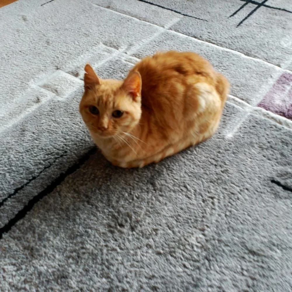 Potty, male 5yo European Shorthair for adoption at El Arca de Santi