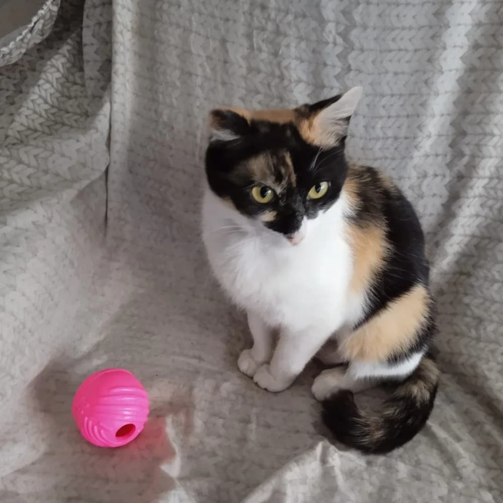 Nina, female 6yo mixed breed for adoption at El Arca de Santi
