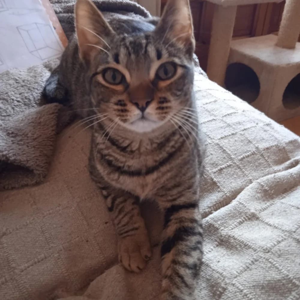 Dafne, female 5yo European Shorthair for adoption at El Arca de Santi