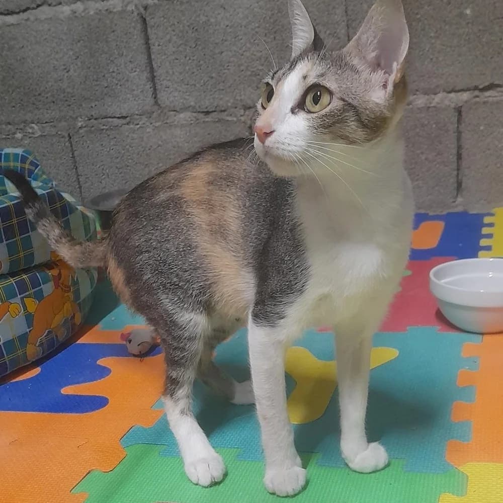 Chanel, female 6yo European Shorthair for adoption at El Arca de Santi
