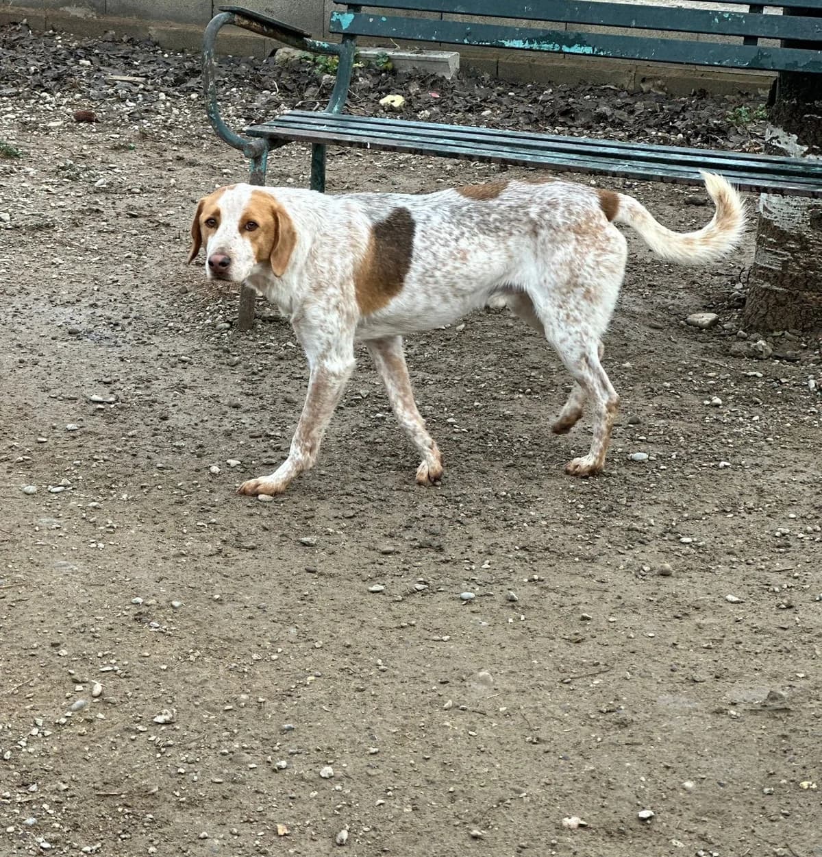 Albano, male Mixed Breed for adoption at El Arca de Santi