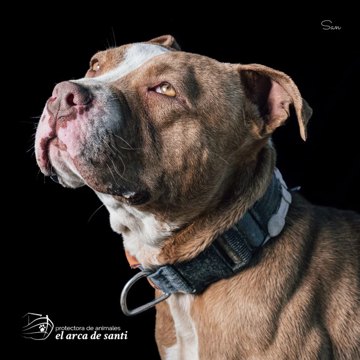 Pepa, female 5yo Pit Bull Terrier for adoption at El Arca de Santi