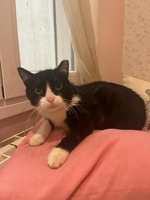 Bufon, male 4yo European Shorthair for adoption at El Arca de Santi