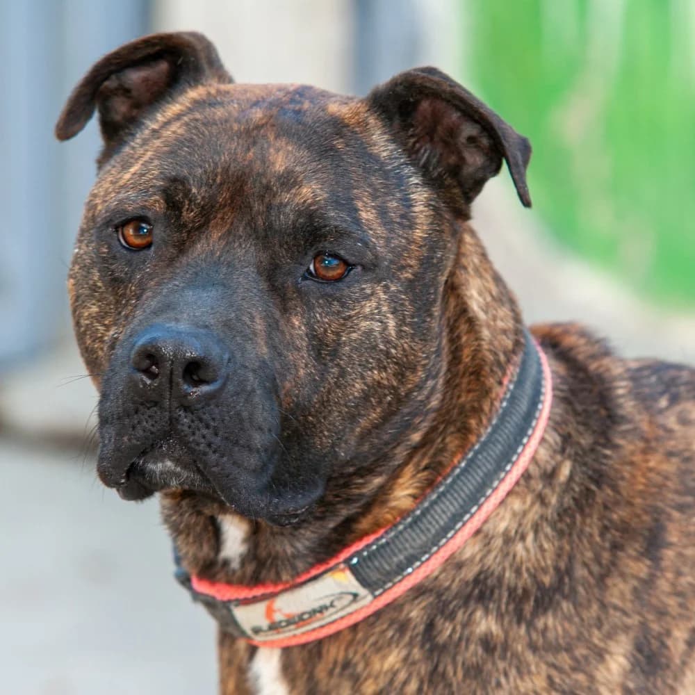 Turco, male 6yo Pit Bull Terrier for adoption at El Arca de Santi