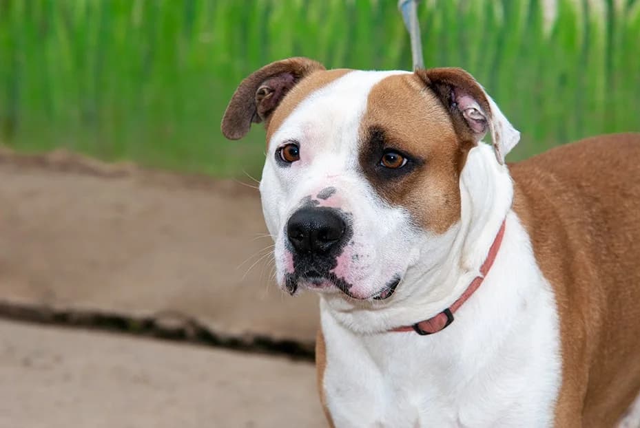 Roko, male Pit Bull Terrier for adoption at El Arca de Santi