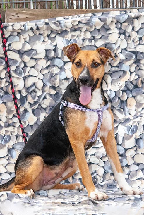 Keila, female Mixed Breed for adoption at El Arca de Santi