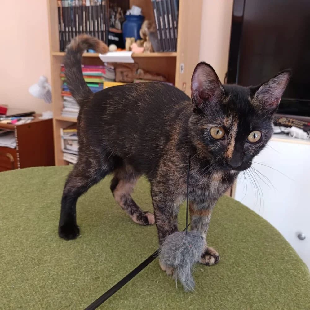 Charlie, female young mixed breed for adoption at El Arca de Santi