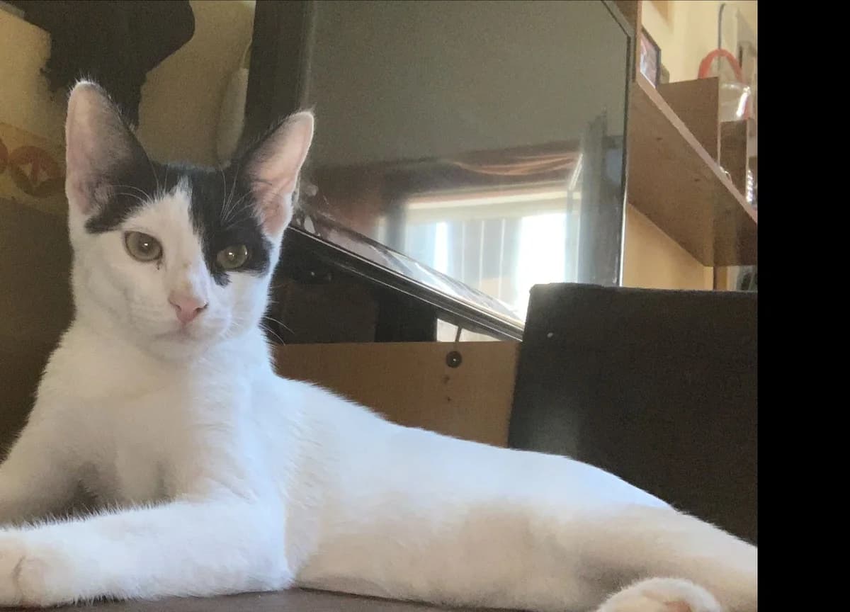 Dipsy, male young European Shorthair for adoption at El Arca de Santi