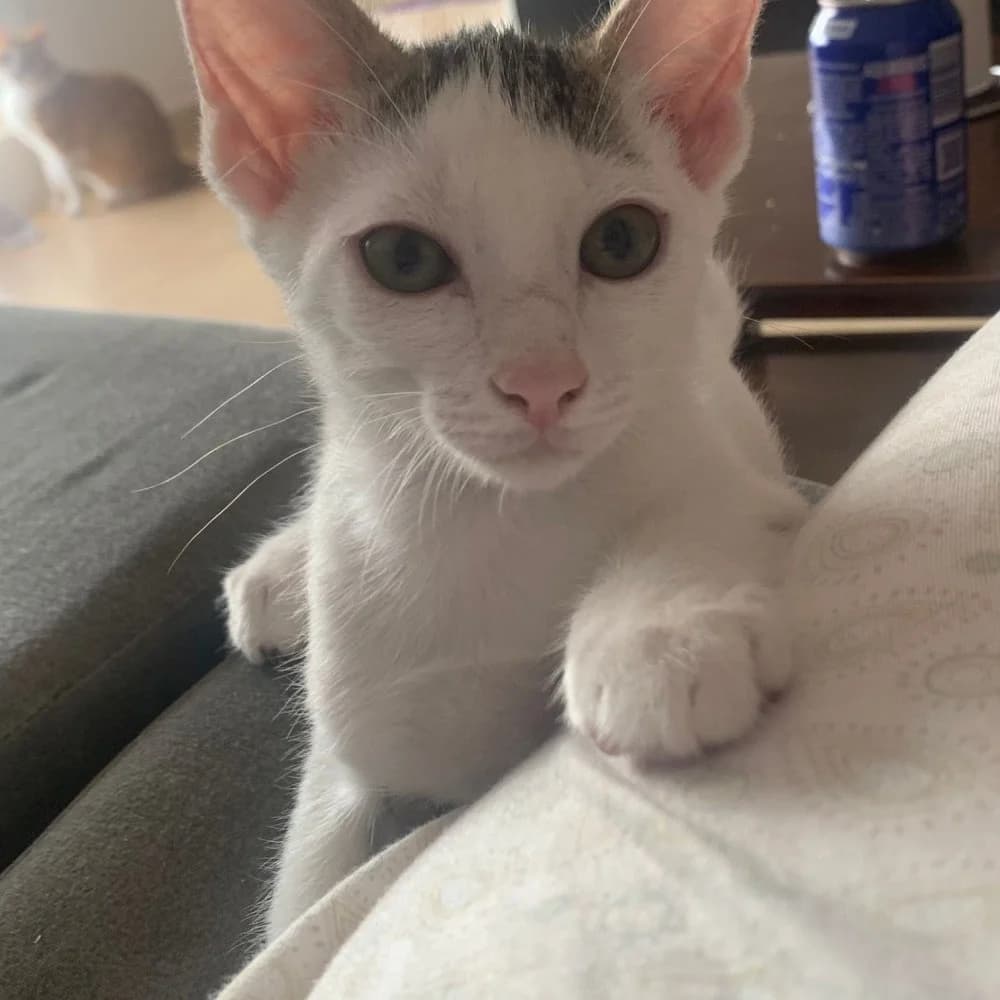 Wincky, male young European Shorthair for adoption at El Arca de Santi
