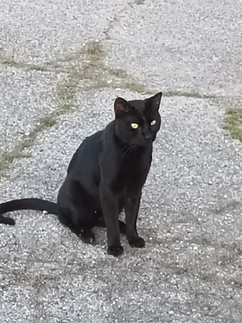 Batman, male young European Shorthair for adoption at El Arca de Santi