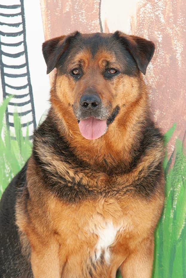 Osa, female 7yo Mixed Breed for adoption at El Arca de Santi