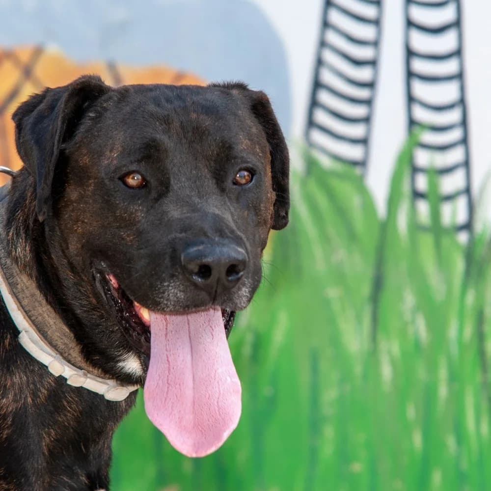 Ronni reservado, male 7yo mixed breed for adoption at El Arca de Santi