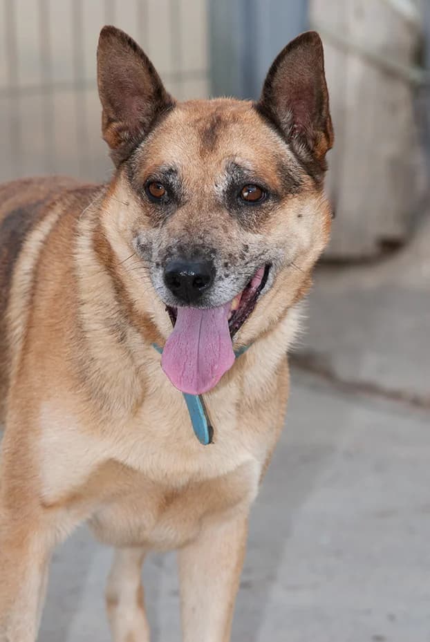 Osito, male 7yo Border Collie for adoption at El Arca de Santi