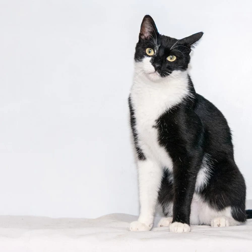 Miró reservado, male European Shorthair for adoption at El Arca de Santi