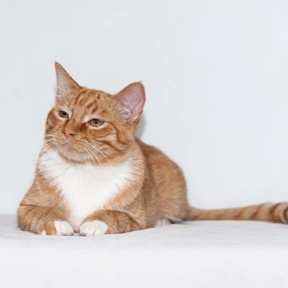 Mel, male European Shorthair for adoption at El Arca de Santi