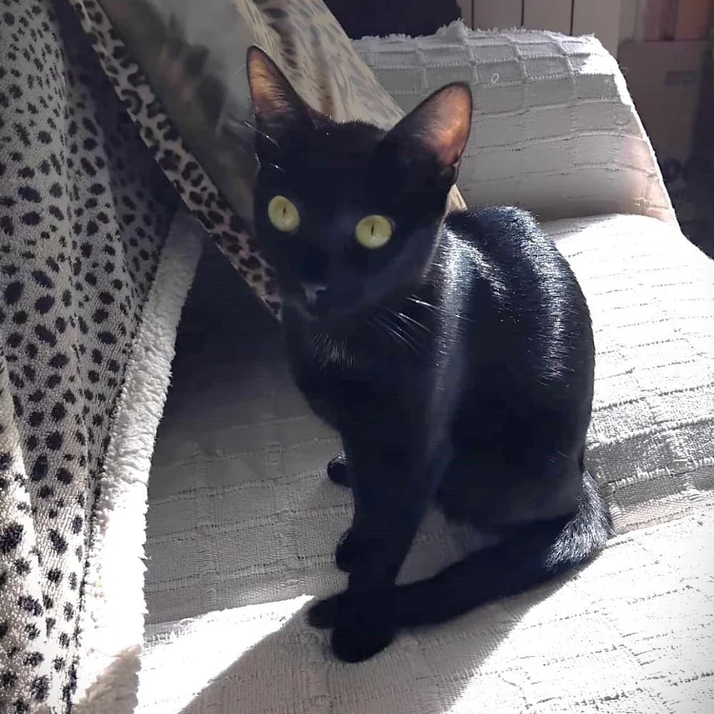 Lea, female puppy European Shorthair for adoption at El Arca de Santi