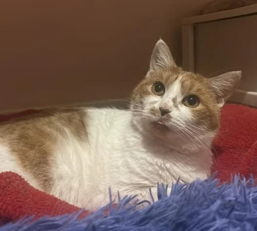 Janis, female 5yo European Shorthair for adoption at El Arca de Santi