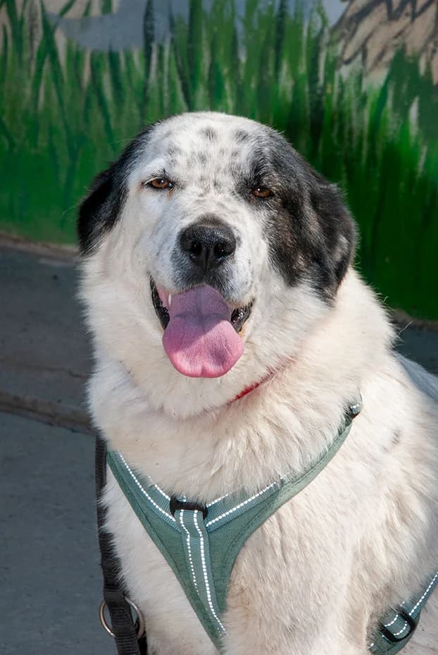 Yuca, female young mixed breed for adoption at El Arca de Santi