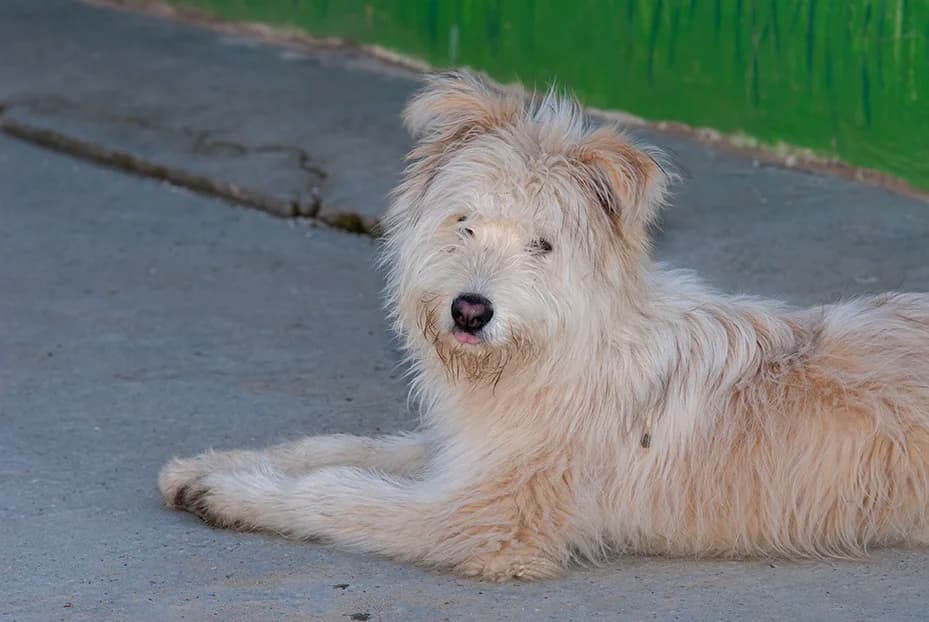 Teo, male puppy mixed breed for adoption at El Arca de Santi
