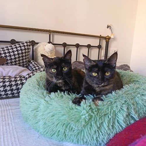 Nefer y Titi ( Las gemelas), female young mixed breed for adoption at El Arca de Santi