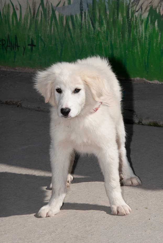 Nila reservada!!!!, female mixed breed for adoption at El Arca de Santi
