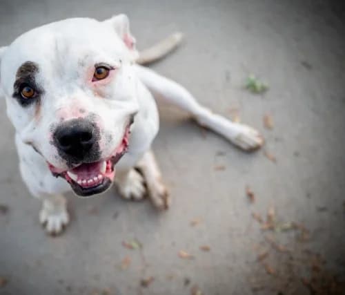 Copito, male young English Bulldog for adoption at El Arca de Santi