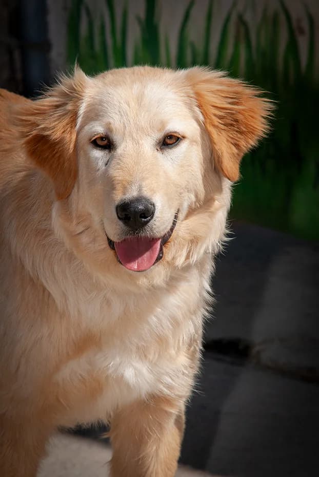Sia adoptada!!!, female young Golden Retriever for adoption at El Arca de Santi
