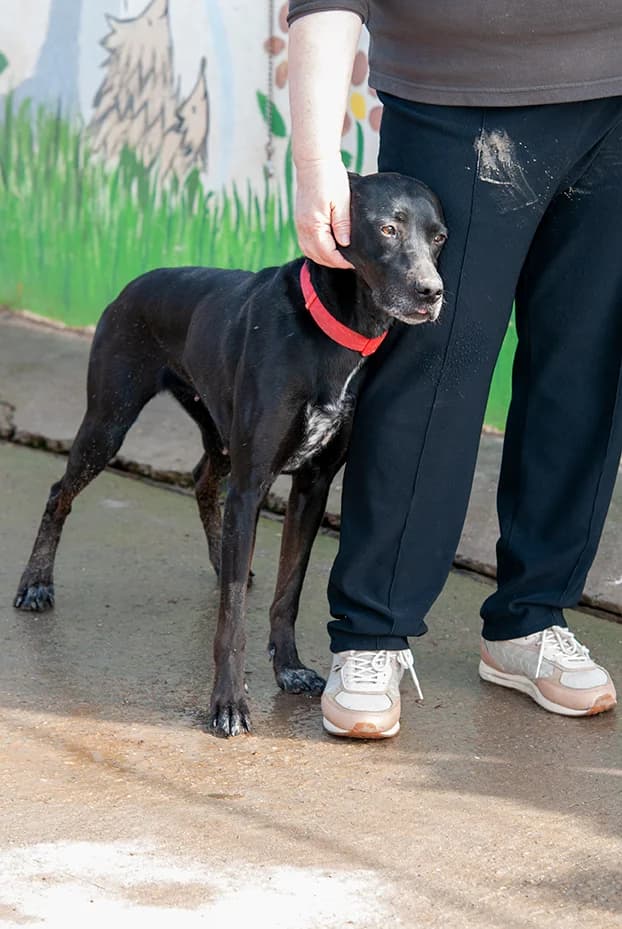 Kira, female 6yo Mixed Breed for adoption at El Arca de Santi