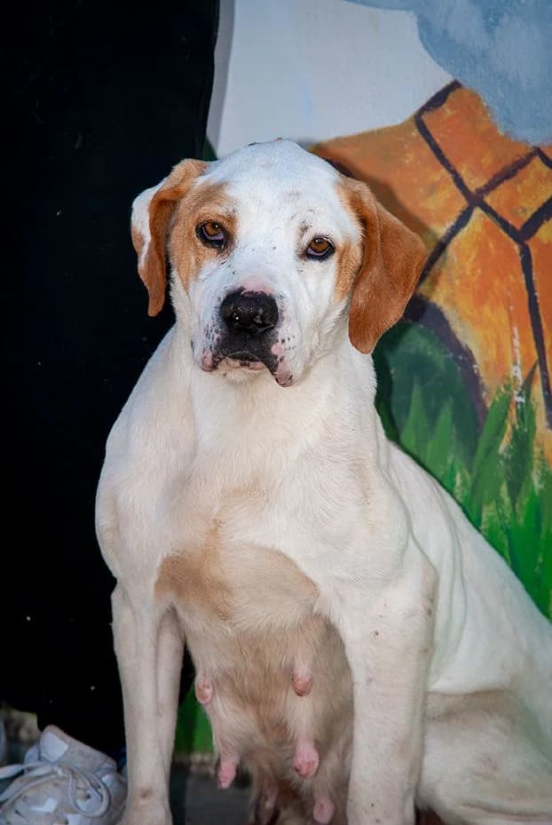 Lana, female Mixed Breed for adoption at El Arca de Santi