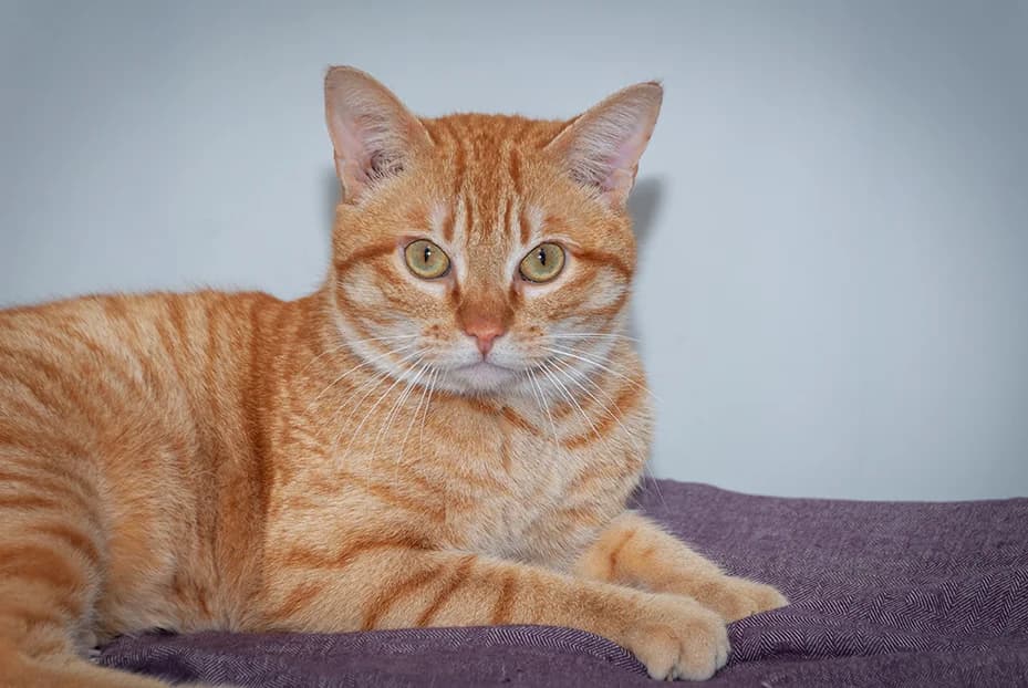 Valentin, male mixed breed for adoption at El Arca de Santi