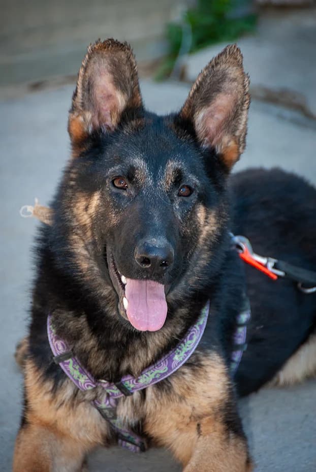 Pancho adoptado!!!!!!!, male young mixed breed for adoption at El Arca de Santi