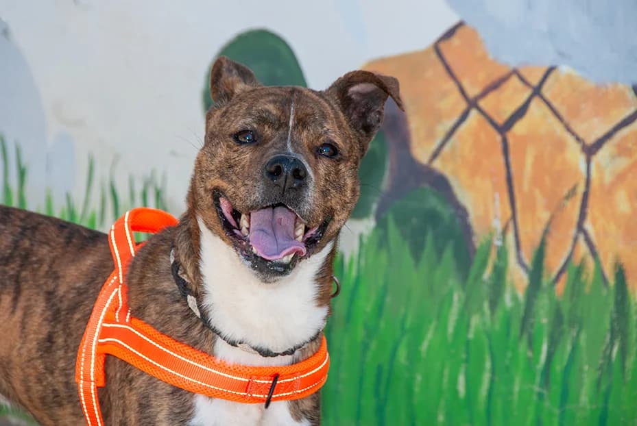 Novo, male Mixed Breed for adoption at El Arca de Santi