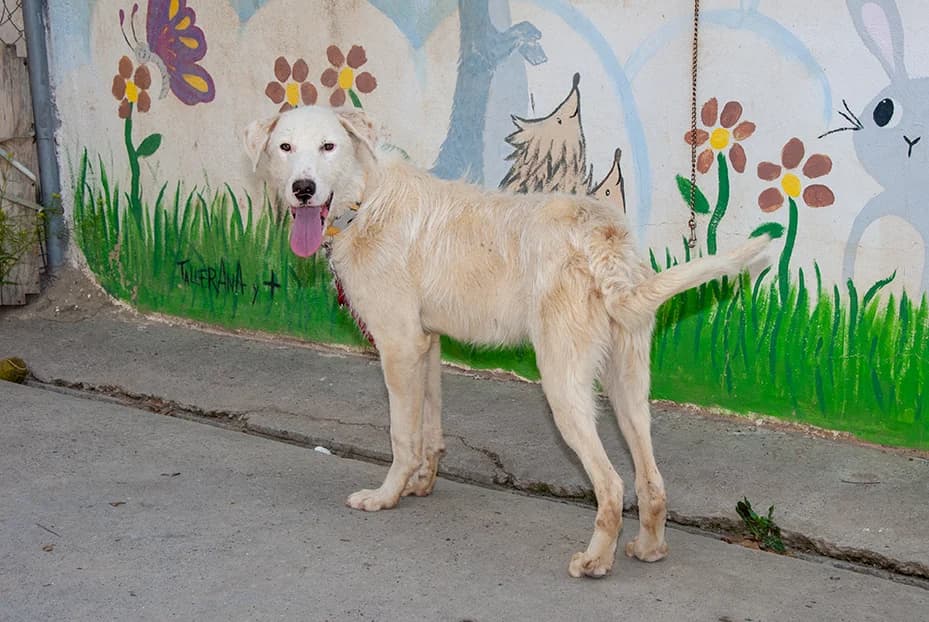 Mister, male 4yo Podenco for adoption at El Arca de Santi
