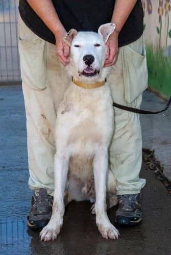 Mister, male 4yo Podenco for adoption at El Arca de Santi