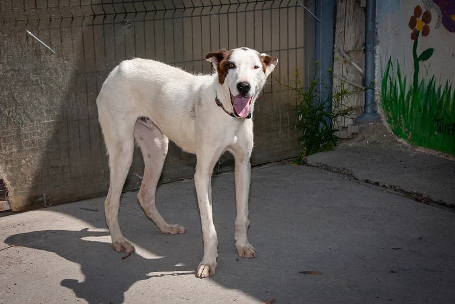 Walter, male 4yo Mixed Breed for adoption at El Arca de Santi