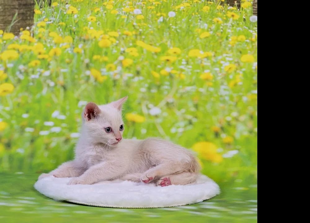 Durum, male puppy European Shorthair for adoption at El Arca de Santi